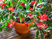 Rot Weihnachtskaktus Blumensamen zur Aussaat – lang Blüte Saison – Traditionssorte & ohne Gentechnik Samen Hausgarten