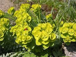 Grün Euphorbia Myrsinites Blumensamen zur Aussaat – Schnitt Blume beliebt – Traditionssorte & ohne Gentechnik Samen Hausgarten
