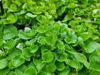 Emerald Falls Dichondra House Blumensamen zur Aussaat – duftend Blüten – Traditionssorte & ohne Gentechnik Samen Hausgarten