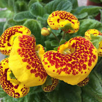 Gelb Calceolaria Crenatiflora Blumensamen zur Aussaat – Drought verträglich – Traditionssorte & ohne Gentechnik Samen Hausgarten