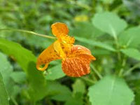 Orange Weiß Springkraut Blumensamen zur Aussaat – Traditionssorte ohne Gentechnik biologisch Garten Samen Keimung
