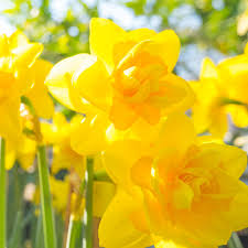 hell Gelb Narzisse Blumensamen zur Aussaat – ideal Rabatten – Traditionssorte & ohne Gentechnik Samen Hausgarten