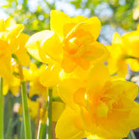 hell Gelb Narzisse Blumensamen zur Aussaat – ideal Rabatten – Traditionssorte & ohne Gentechnik Samen Hausgarten