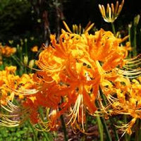 Orange Higanbana Blumensamen zur Aussaat saisonal Dauerblüher Traditionssorte & ohne Gentechnik Samen Hausgarten