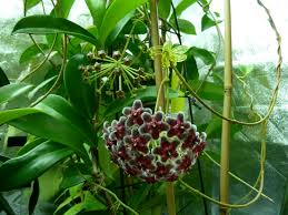Schwarz Carnosa Blumensamen zur Aussaat saisonal Dauerblüher Traditionssorte & ohne Gentechnik Samen Hausgarten