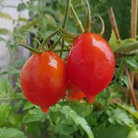 Linguisa Tomate Samen zum Pflanzen - Traditionell Gemüse Variety