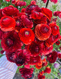 Rot Ranunculus Asiaticus Blumensamen Bestäuber freundlich Traditionssorte & ohne Gentechnik Samen Hausgarten