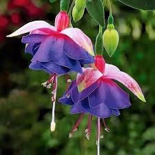 Lila Gelb Fuchsie Blumensamen zur Aussaat Anzucht Traditionssorte & ohne Gentechnik Samen Hausgarten