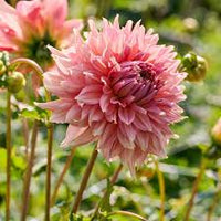 Dahlien Blumensamen fuer Garten