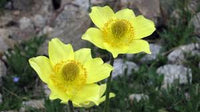 Gelb Anemone Pulsatilla Blumensamen zur Aussaat pflegeleicht Traditionssorte & ohne Gentechnik Samen Hausgarten