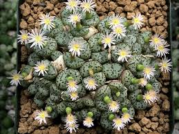 Grün Conophytum Obcordellum Blumensamen zur Aussaat – ideal Rabatten – Traditionssorte & ohne Gentechnik Samen Hausgarten