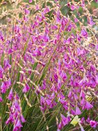 Lila Dierama Pendulum Blumensamen zur Aussaat – Bestäuber freundlich – Traditionssorte & ohne Gentechnik Samen Hausgarten