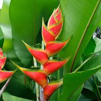 Heliconia Wagneriana Blumensamen zur Aussaat – Schnitt Blume beliebt – Traditionssorte & ohne Gentechnik Samen Hausgarten