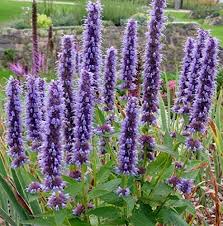 Violett riesig Hyssop Blumensamen zur Aussaat – Wildblume Mischung – Traditionssorte & ohne Gentechnik Samen Hausgarten