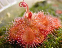 Rot Gelb Sundew Blumensamen zur Aussaat sonnenliebend Traditionssorte & ohne Gentechnik Samen Hausgarten