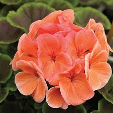 Geranie hell Orange Blumensamen zur Aussaat – Schnitt Blume beliebt – Traditionssorte & ohne Gentechnik Samen Hausgarten