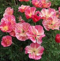 Rosa Eschscholtzia Blumensamen zur Aussaat – Traditionssorte ohne Gentechnik saisonal Dauerblüher biologisch Garten Samen Keimung