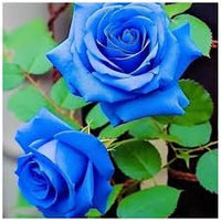 tief Blau Rose Blumensamen zur Aussaat leuchtend Traditionssorte & ohne Gentechnik Samen Hausgarten