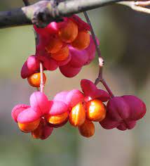 Spindle Blumensamen zur Aussaat kompakt Wuchs Traditionssorte & ohne Gentechnik Samen Hausgarten