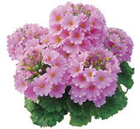 Rosa Primel Malacoides Blumensamen zur Aussaat – hochwertige Qualitäts- – Traditionssorte & ohne Gentechnik Samen Hausgarten