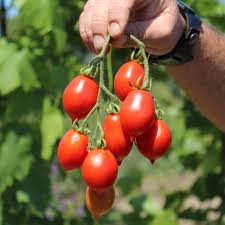 Linguisa Tomate Samen zum Pflanzen - Traditionell Gemüse Variety