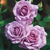 hell Lila Weiß Holland Rose Blumensamen zur Aussaat hochwertige Qualitäts- Traditionssorte & ohne Gentechnik Samen Hausgarten