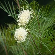 Weiß Grevillea Robusta Blumensamen Blumensamen zur Aussaat lang Blüte Saison Traditionssorte & ohne Gentechnik Samen Hausgarten