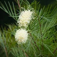 Weiß Grevillea Robusta Blumensamen Blumensamen zur Aussaat lang Blüte Saison Traditionssorte & ohne Gentechnik Samen Hausgarten