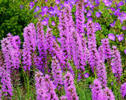 Liatris Blumensamen zur Aussaat – Anzucht – Traditionssorte & ohne Gentechnik Samen Hausgarten