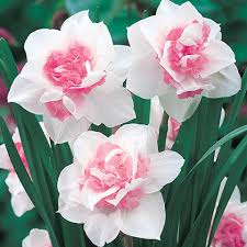 Gemischt Rosa Narzisse Samen zur Aussaat Landhaus Garten wichtig Traditionssorte & ohne Gentechnik Samen Hausgarten