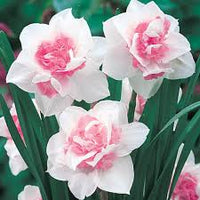 Gemischt Rosa Narzisse Samen zur Aussaat Landhaus Garten wichtig Traditionssorte & ohne Gentechnik Samen Hausgarten