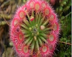 Rosa Sundew Blumensamen zur Aussaat Traditionssorte ohne Gentechnik Keimung biologisch Garten Samen