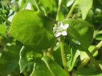 Grün Claytonia Blumensamen zur Aussaat – Schnitt Blume beliebt – Traditionssorte & ohne Gentechnik Samen Hausgarten
