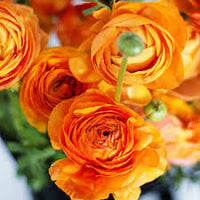 Orange Ranunculus Blumensamen – ideal Rabatten Traditionssorte & ohne Gentechnik Samen Hausgarten