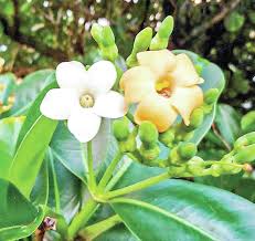 Pua Kenikeni Perfume Blumensamen – Traditionssorte ohne Gentechnik duftend Blüten Garten Aussaat