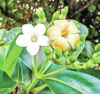 Pua Kenikeni Perfume Blumensamen – Traditionssorte ohne Gentechnik duftend Blüten Garten Aussaat