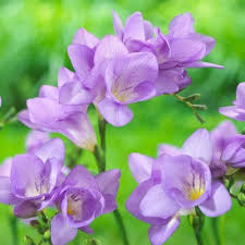 Violett Freesia Blumensamen zur Aussaat sonnenliebend Traditionssorte & ohne Gentechnik Samen Hausgarten