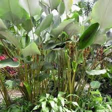 Calathea Lutea Mexican Cigar Samen zur Aussaat – sonnenliebend – Traditionssorte & ohne Gentechnik Samen Hausgarten