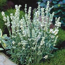 Weiß Lavendel Ellagance Blumensamen zur Aussaat – hochwertige Qualitäts- – Traditionssorte & ohne Gentechnik Samen Hausgarten