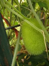 Green Wooly Bear Gourd Gemüse Planting Samen