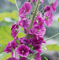 Mallow Blumensamen zur Aussaat – ideal Rabatten – Traditionssorte & ohne Gentechnik Samen Hausgarten