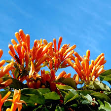 Gelb Pyrostegia Venusta Samen Blumensamen zur Aussaat ideal Rabatten Traditionssorte & ohne Gentechnik Samen Hausgarten