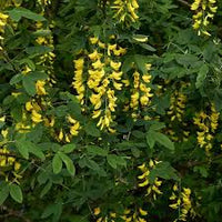 Gelb Laburnum Blumensamen zur Aussaat – leuchtend – Traditionssorte & ohne Gentechnik Samen Hausgarten