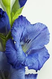 Blau Gladiole Blumensamen zur Aussaat Wildblume Mischung Traditionssorte & ohne Gentechnik Samen Hausgarten