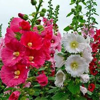 Malvarosa Blumensamen zur Aussaat – leuchtend – Traditionssorte & ohne Gentechnik Samen Hausgarten