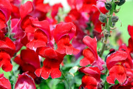 hell Rot Antirrhinum Blumensamen zur Aussaat Schnitt Blume beliebt Traditionssorte & ohne Gentechnik Samen Hausgarten