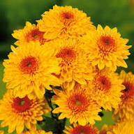 hell Orange Chrysantheme Blumensamen zur Aussaat – sonnenliebend – Traditionssorte & ohne Gentechnik Samen Hausgarten