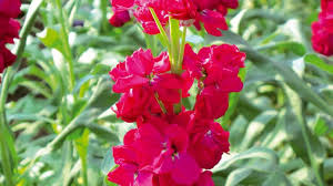 Rot Mini Levkoje Incana Blumensamen zur Aussaat Schnitt Blume beliebt Traditionssorte & ohne Gentechnik Samen Hausgarten