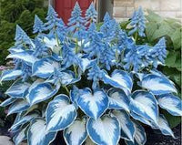 Hosta Blumensamen zur Aussaat – Drought verträglich – Traditionssorte & ohne Gentechnik Samen Hausgarten