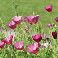 Lila Eschscholtzia Blumensamen zur Aussaat robust Sorte Traditionssorte & ohne Gentechnik Samen Hausgarten
